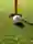 Golf 3